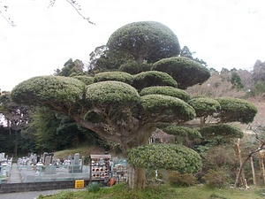 遍照寺のイヌマキ