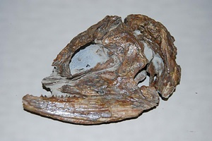 サケ属魚類の化石