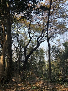 島津のヤマザクラ しまづのやまざくら