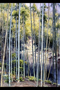 Green Bamboo Grove
