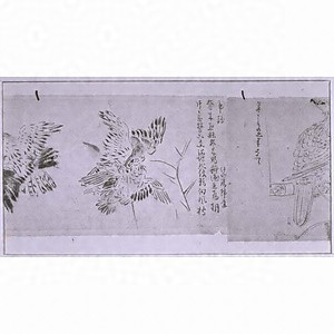 探幽縮図 鷹図巻 タンユウシュクズ タカズカン