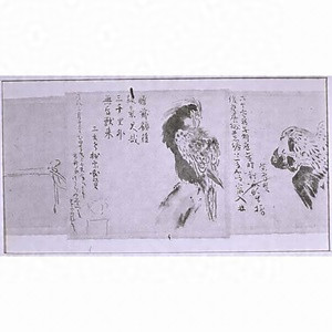 探幽縮図 鷹図巻 タンユウシュクズ タカズカン