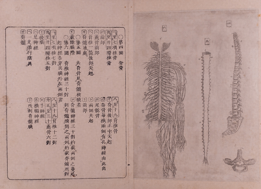 医範提綱図解 文化遺産オンライン