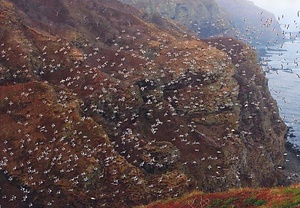 天売島海鳥繁殖地 てうりとうかいちょうはんしょくち