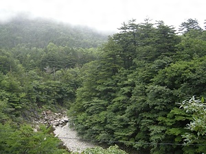 幌満ゴヨウマツ自生地