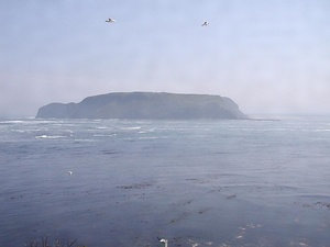 大黒島海鳥繁殖地