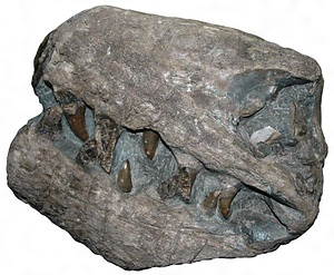 エゾミカサリュウ化石