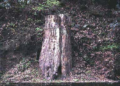 根反の大珪化木 文化遺産オンライン