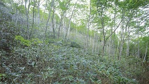 花山のアズマシャクナゲ自生北限地帯 はなやまのあずましゃくなげじせいほくげんちたい