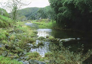 東和町ゲンジボタル生息地 とうわちょうのげんじぼたるせいそくち