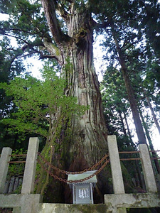 熊野神社の大スギ くまのじんじゃのおおすぎ