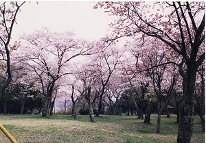 桜川（サクラ） さくらがわ（さくら）