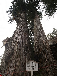 榛名神社の矢立スギ