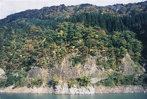 手取川流域の珪化木産地