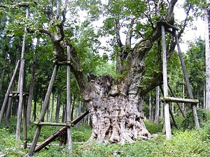 太田の大トチノキ