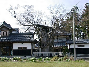 専福寺の大ケヤキ