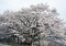 素桜神社の神代ザクラ
