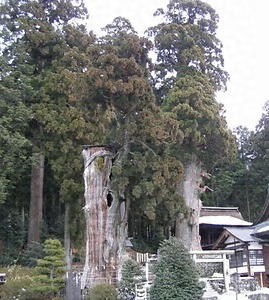 久津八幡神社の夫婦スギ