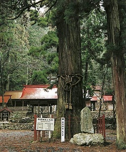 神淵神社の大スギ