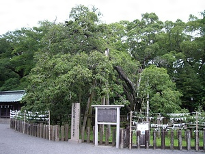 三島神社のキンモクセイ