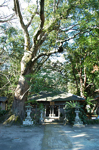 八幡神社のイスノキ