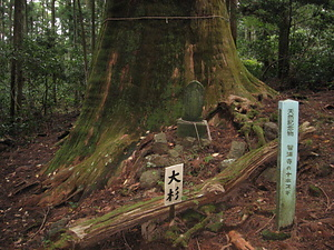 智満寺の十本スギ