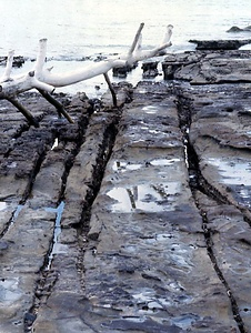 鳥巣半島の泥岩岩脈