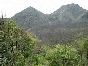 三瓶山自然林