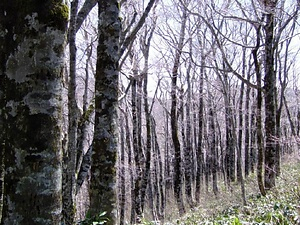 比婆山のブナ純林