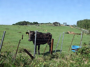 見島ウシ産地 みしまうしさんち