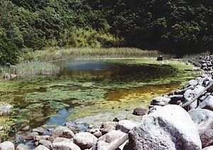 出羽島大池のシラタマモ自生地