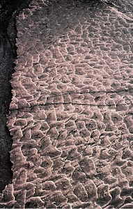 宍喰浦の化石漣痕