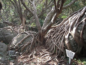 室戸岬亜熱帯性樹林及海岸植物群落 むろとみさきあねったいせいじゅりんおよびかいがんしょくぶつぐんらく