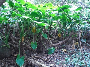 室戸岬亜熱帯性樹林及海岸植物群落