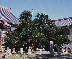 松屋寺のソテツ