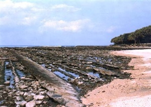 青島の隆起海床と奇形波蝕痕