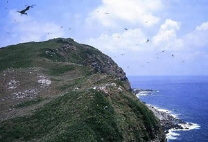 仲の神島海鳥繁殖地