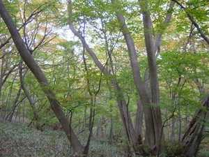 尚仁沢上流部イヌブナ自然林 しょうじんざわじょうりゅうぶいぬぶなしぜんりん