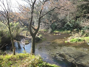 柿田川