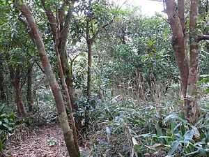 薩摩黒島の森林植物群落