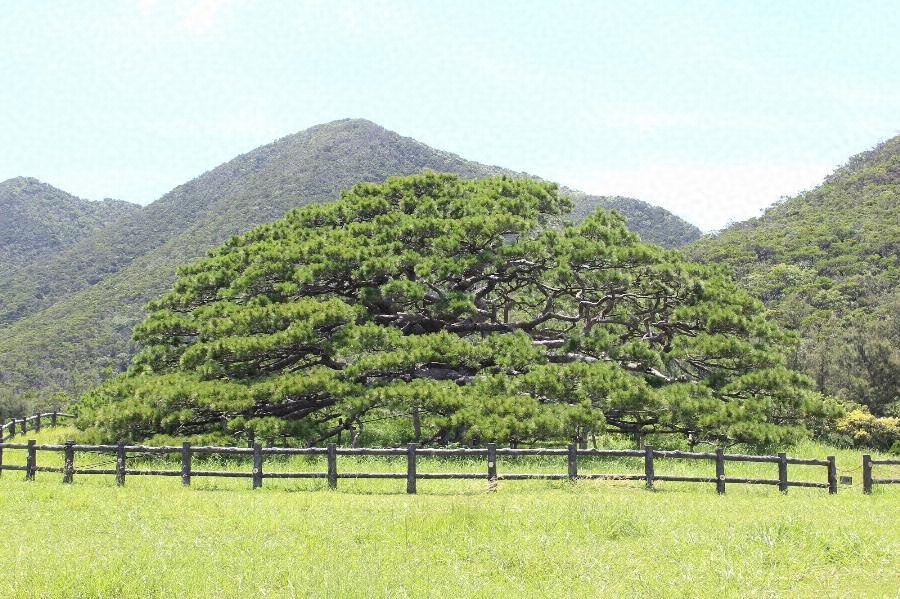 伊平屋島の念頭平松 文化遺産オンライン