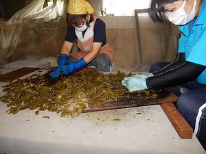 四国山地の発酵茶の製造技術