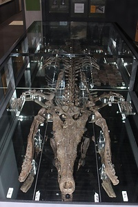 マチカネワニ化石