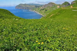 礼文島桃岩一帯の高山植物群落