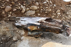 東峰村の阿蘇４火砕流堆積物及び埋没樹木